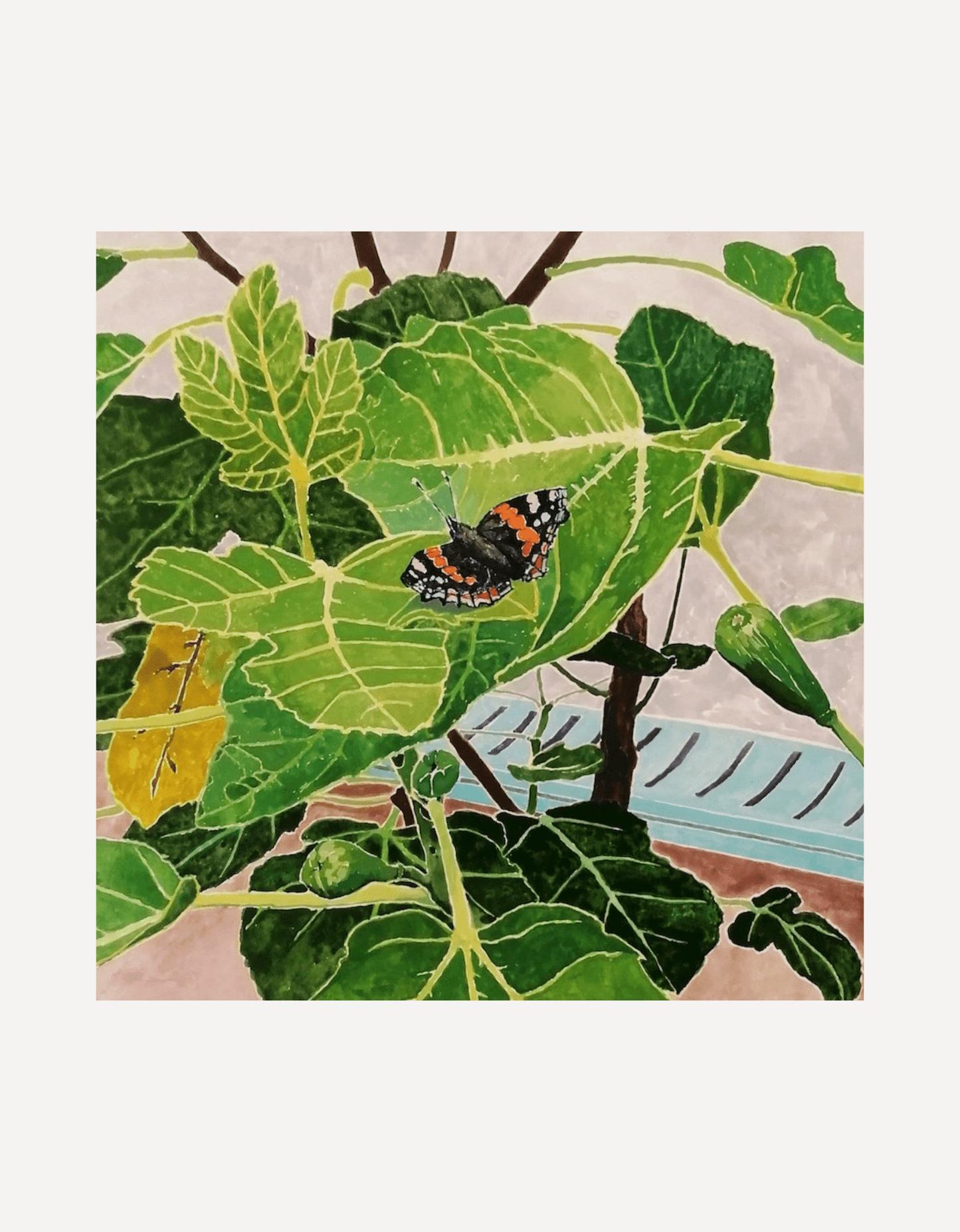 Fig Tree - Hugo Jones - Beside The Wave