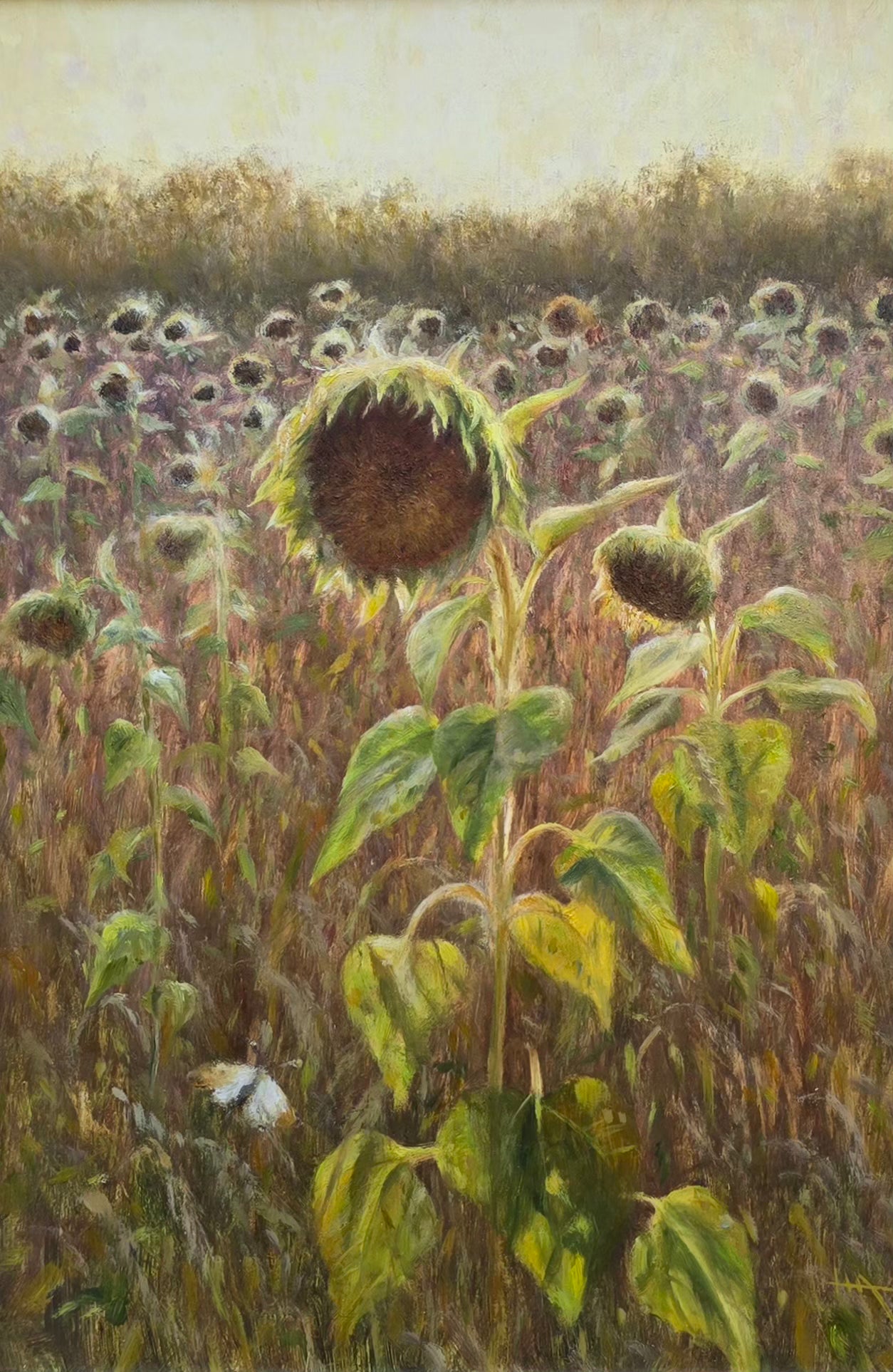 Sunflowers Fading
