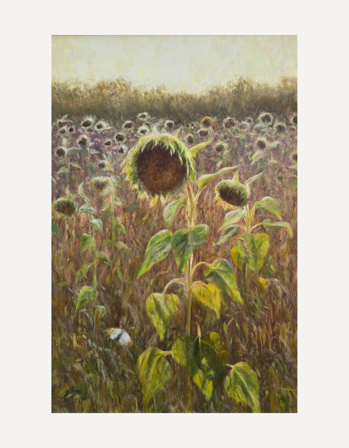 Sunflowers Fading