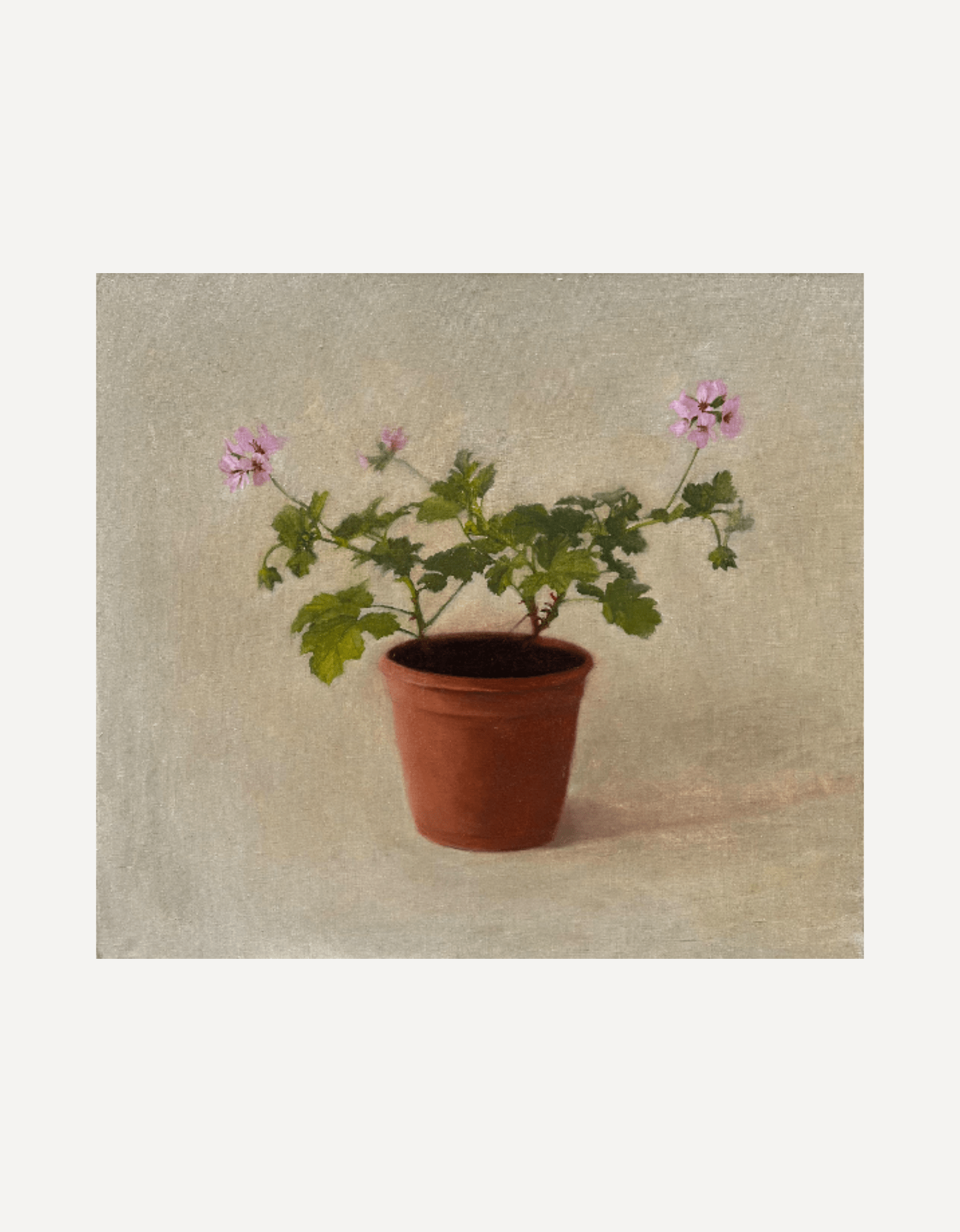 Early Geraniums - Johnty Robinson - Beside The Wave