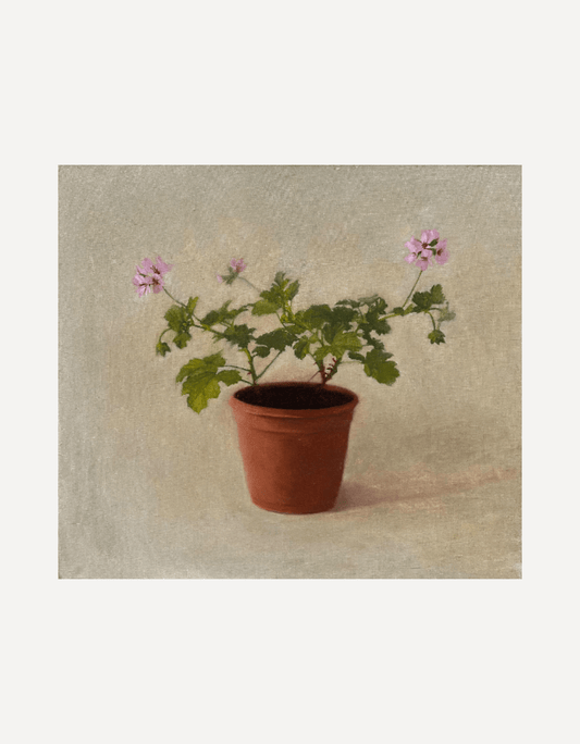 Early Geraniums - Johnty Robinson - Beside The Wave