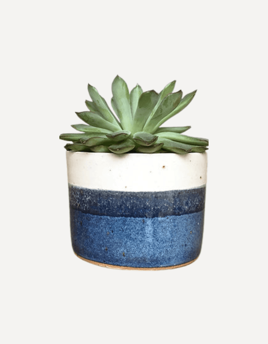 Planter (Sea Foam) - Emily Doran - Beside The Wave