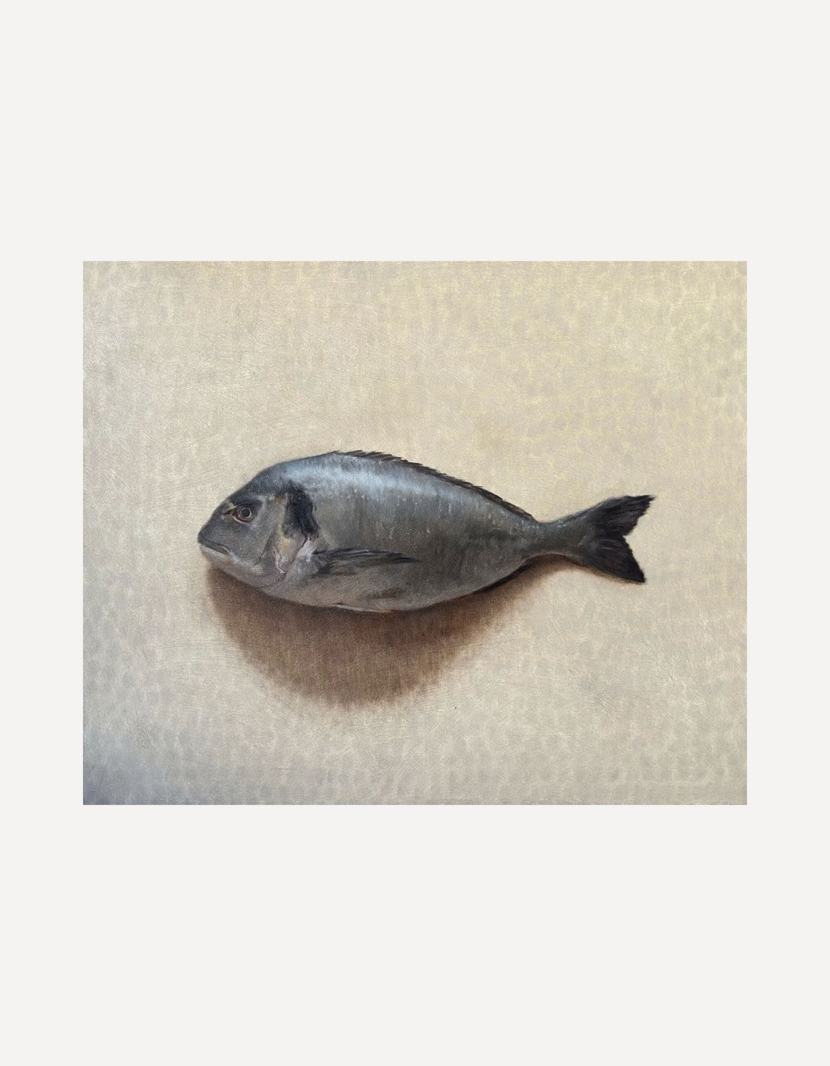 Sea Bream-Johnty Robinson-Beside The Wave