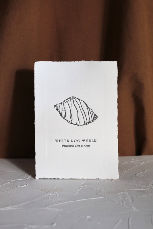 White Dog Whelk Graphite Debossing - Olivia Lucy - Beside The Wave